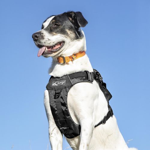 Kurgo - Black Stash N Dash Harness - Large