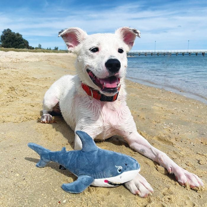 Baxter Bone - Cheeky Shark Pet Toy - Petservo