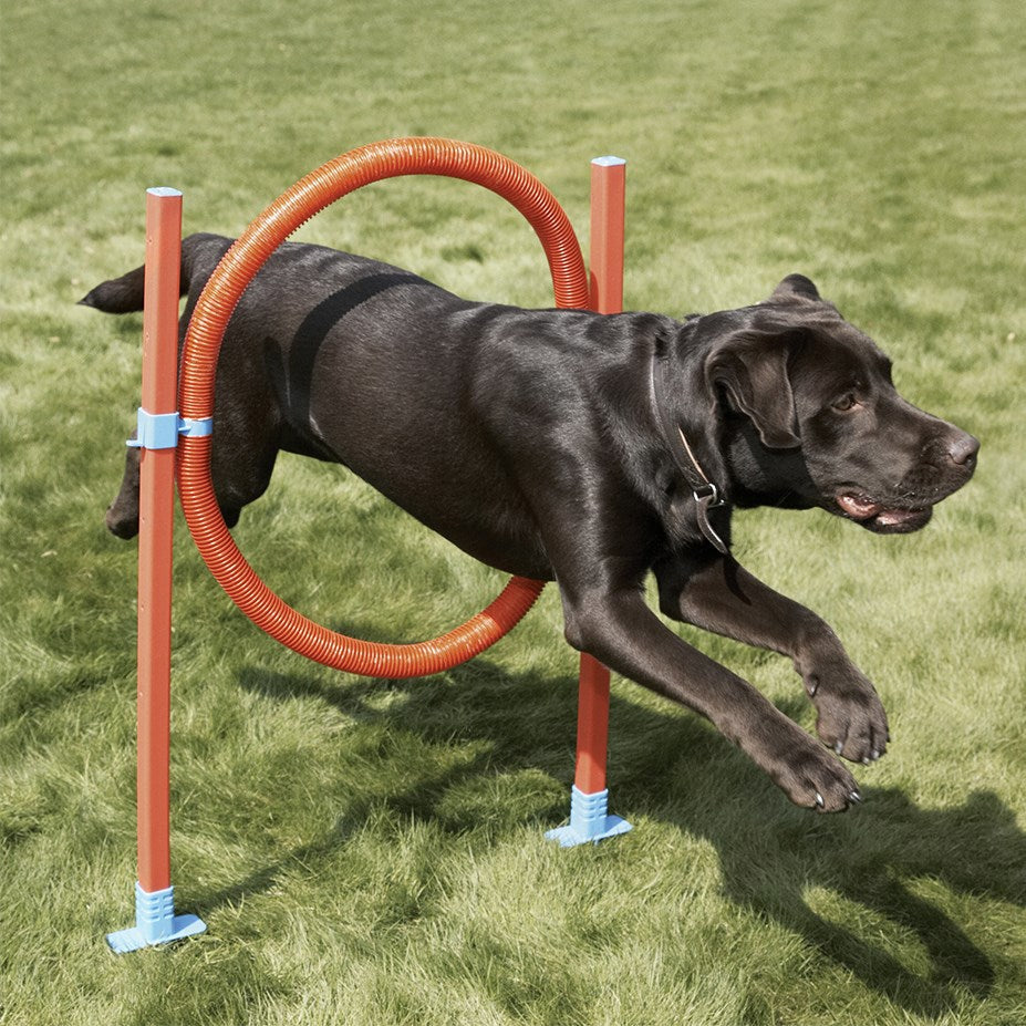 Rosewood - Agility Hoop Jump