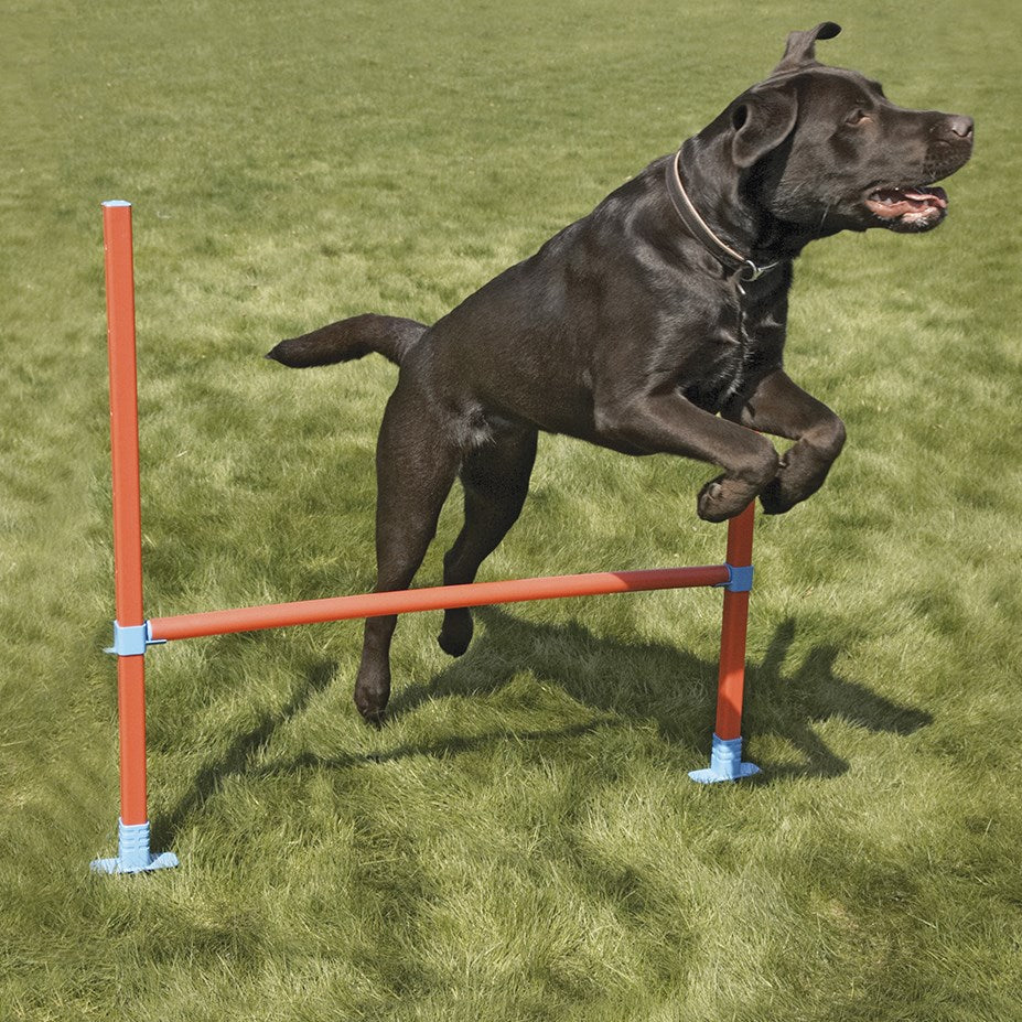 Rosewood - Agility Hurdle