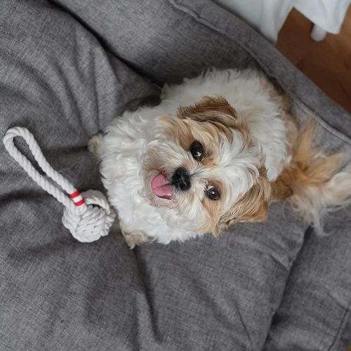 Louie Living - Urban Dog/Pet 20cm Tug Rope Toy Small - White - 2PK