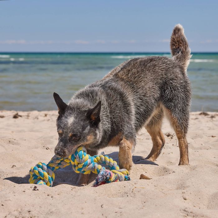 Happy Tails - XL Rope Tug Toy - Petservo