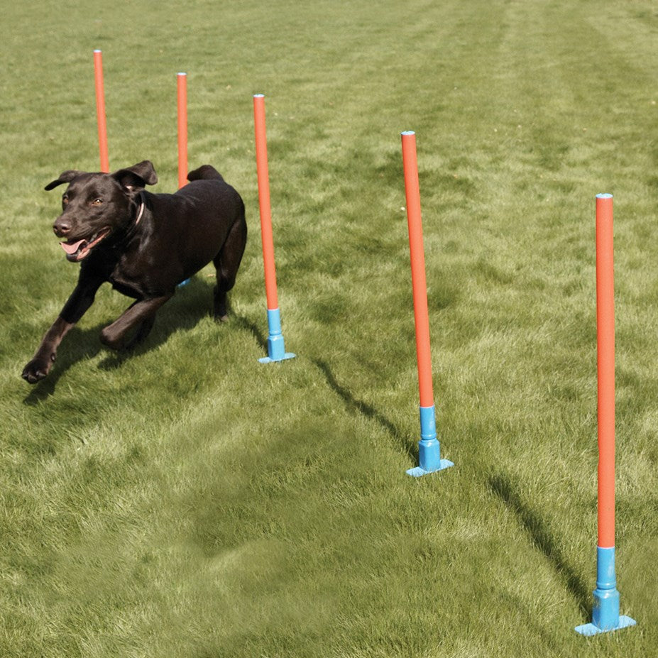 Rosewood - Agility Slalom