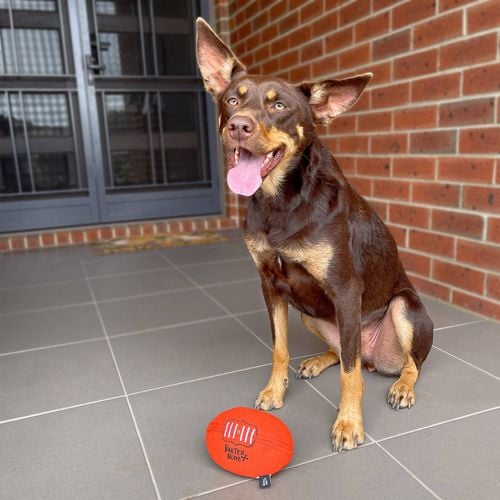 Baxter Bone - Footy Dog Toy - Petservo