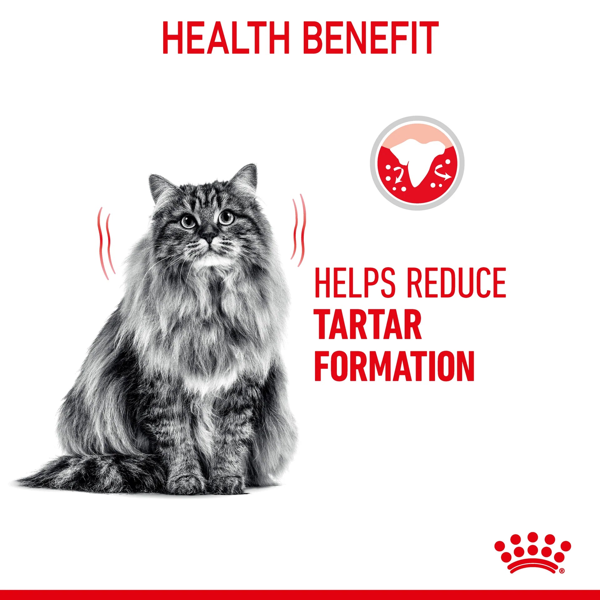 Royal Canin - Dental Care Adult Dry Cat Food - Petservo