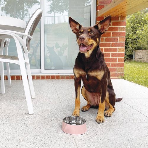 Baxter Bone - Melamine Ribbed Bowl - Medium Pink - Petservo