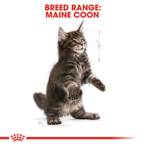 Royal Canin - Cat Maine Coon Kitten Dry Food - Petservo