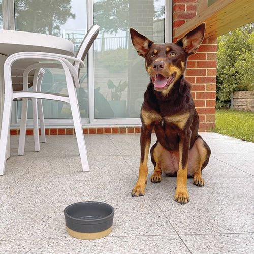 Baxter Bone - Dipped Ceramic Pet Bowl - Small Grey - Petservo