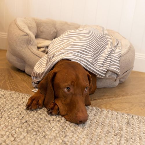 Baxter Bone - Taupe Stripe Luxe Soft Minky Pet Blanket - Medium - petservo