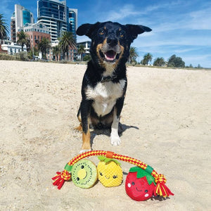 Baxter Bone - Summer Fruits On A Rope Pet Toy - Petservo