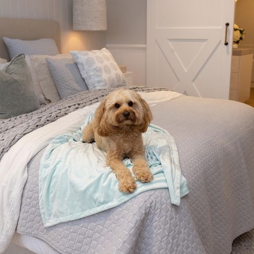 Baxter Bone - Mint Luxe Soft Minky Pet Blanket - Medium