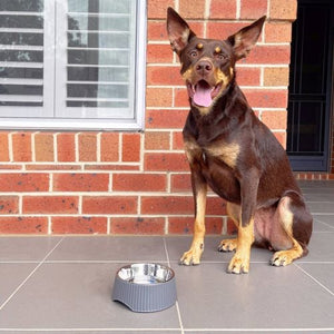 Baxter Bone - Melamine Ribbed Pet Bowl - Small Charcoal - Petservo