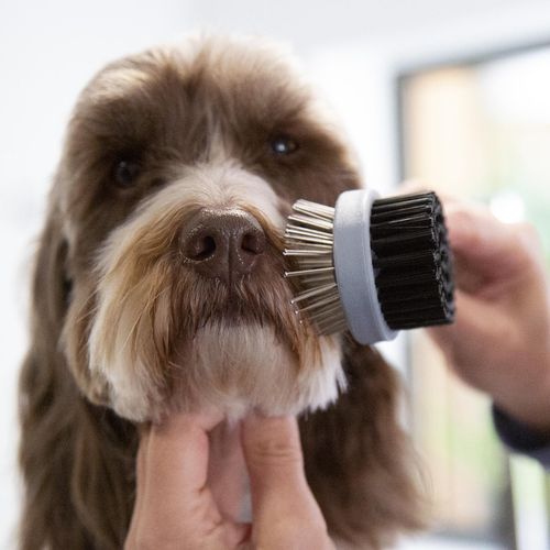 Happy Tails - Double Sided Pet Brush