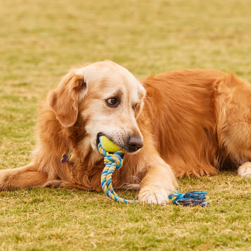 Happy Tails - Blue And Yellow Ball Rope Toy - petservo