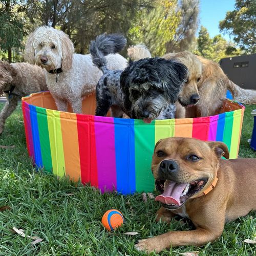 Charlie's - Portable Dog Pool Party Pride - Medium Orange