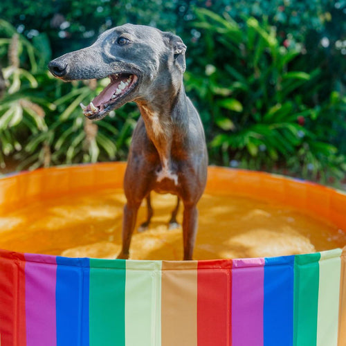 Charlie's - Portable Dog Pool Party Pride - Extra Large