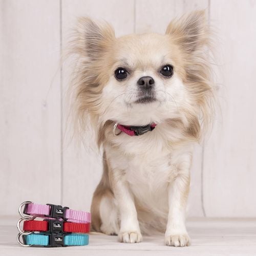 Flamingo - Small Red Ziggi Dog Collar - petservo