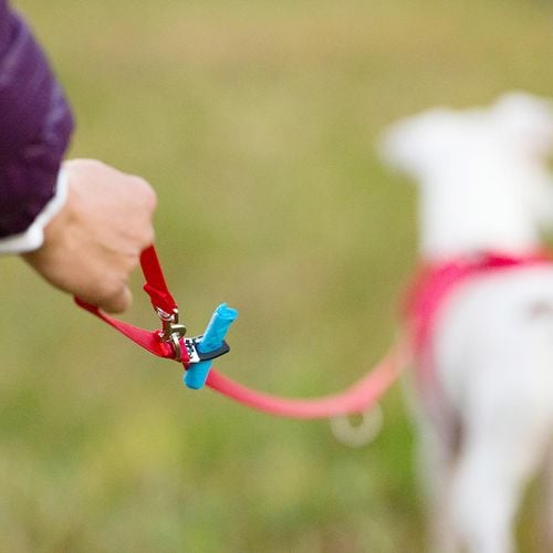 Curli - 200 x 2cm Large Red Dog Nylon Adjustable Leash - petservo