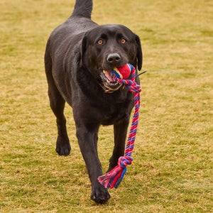 Happy Tails - Pink And Blue Ball Rope Toy - petservo