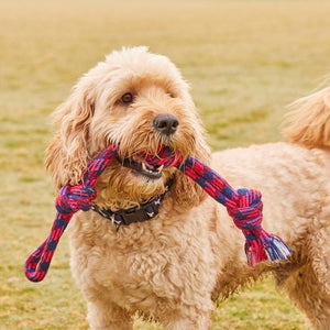 Happy Tails - Pink And Blue Braided Rope Toy - petservo