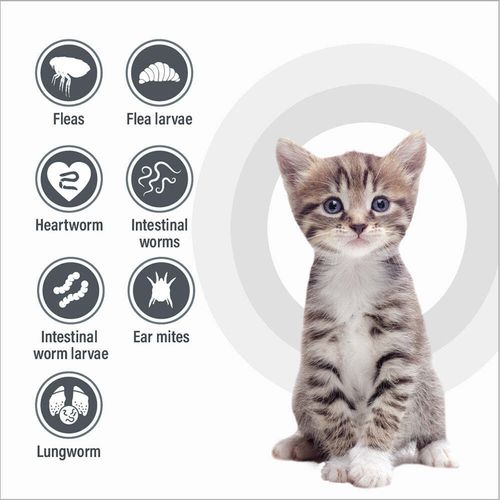 Talentail - Talentcare Pet Spot-on Worm Treatment For Kitten/cats Up To 4kg - 6pc