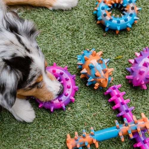 Paws & Claws - Assorted Spikey TPR Dog Toy - Petservo