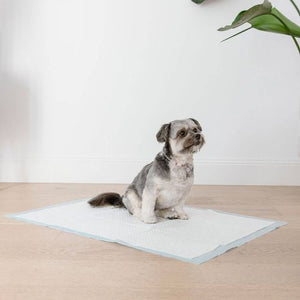 Paws & Claws - 90 x 60cm Dry Puppy Nights Pet Training Pads - 10 Pack - Petservo